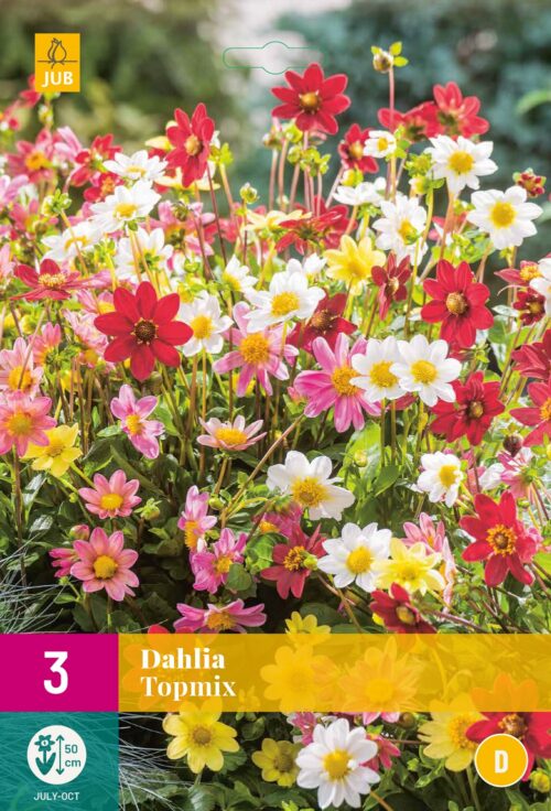 Dahlia Topmix