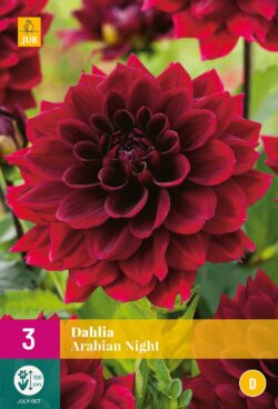 Dahlia Arabian Night