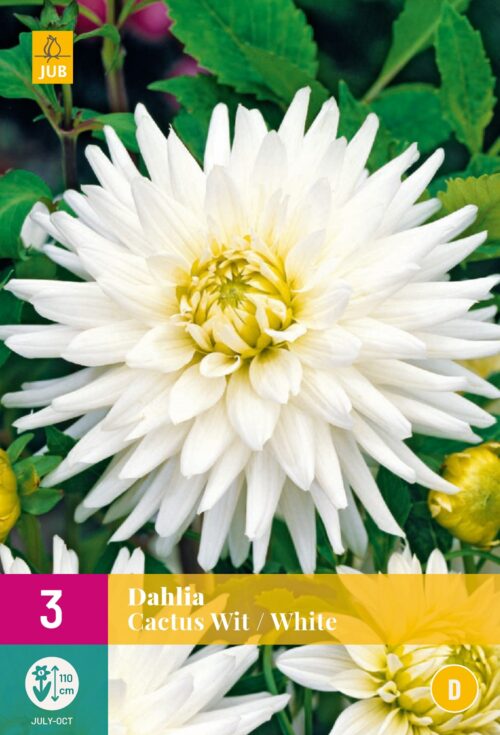 Dahlia Cactus Wit