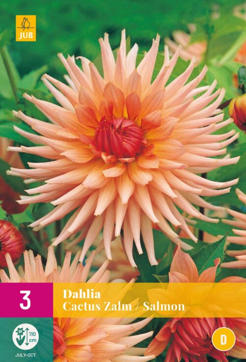 Dahlia Cactus Zalm