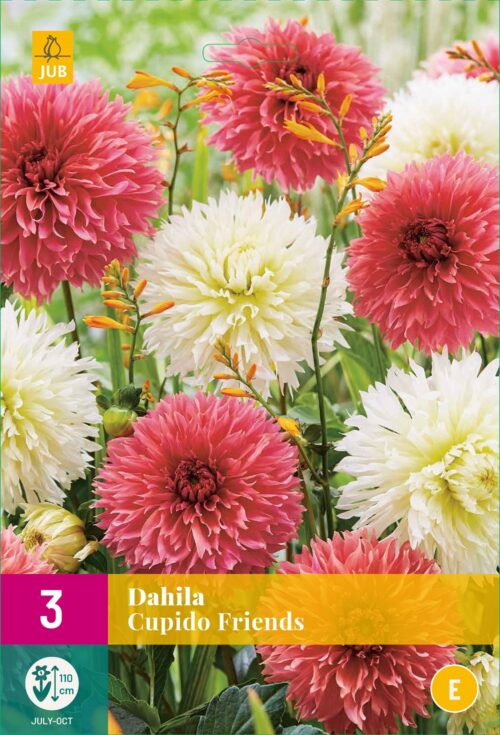 Dahlia Cupido Friends