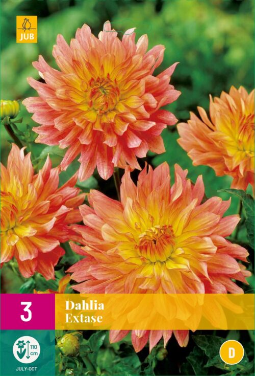 Dahlia Extase