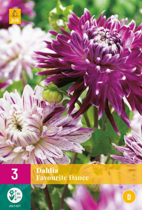 Dahlia Favourite Dance