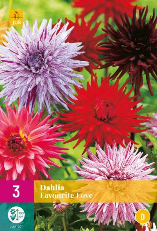 Dahlia Favourite Love