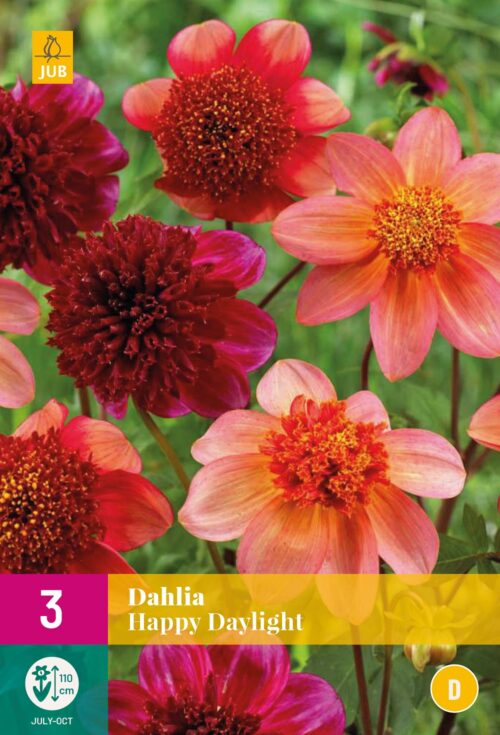 Dahlia Happy Daylight