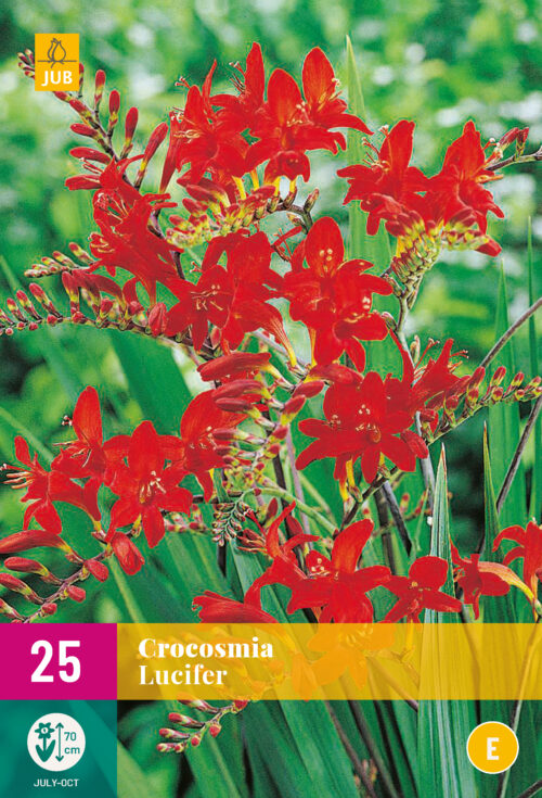 Crocosmia Lucifer