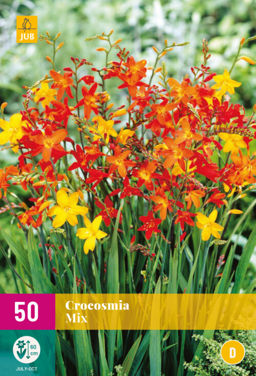 Crocosmia Mix