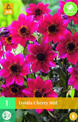 Dahlia Cherry Red