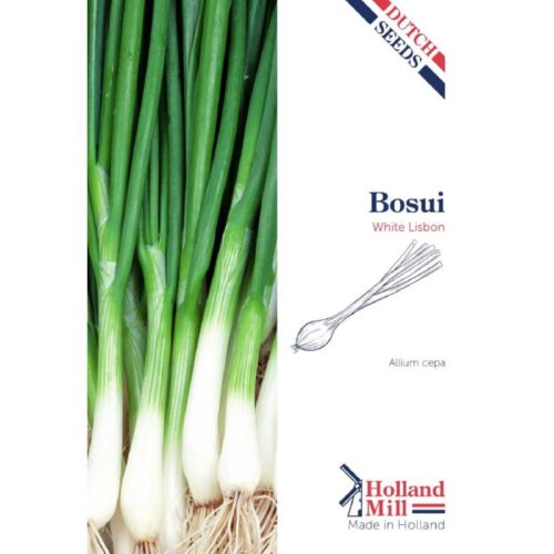 Holland Mill Bosui White Lisbon (52883)