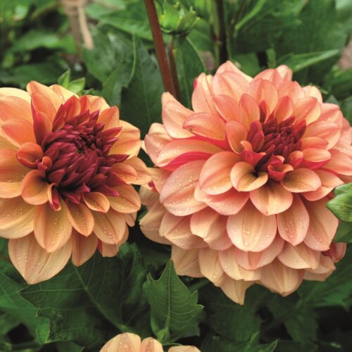 Dahlia Creme de Cognac