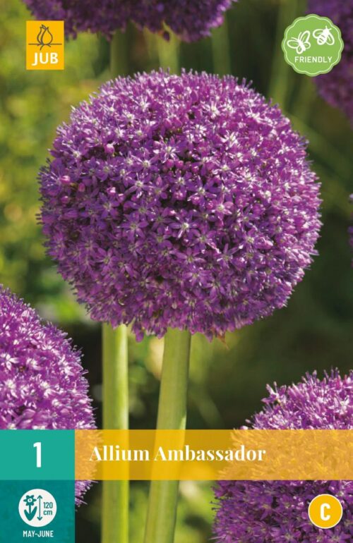 Bloembollen Allium Ambassador