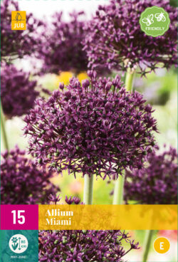 Allium Miami 15st