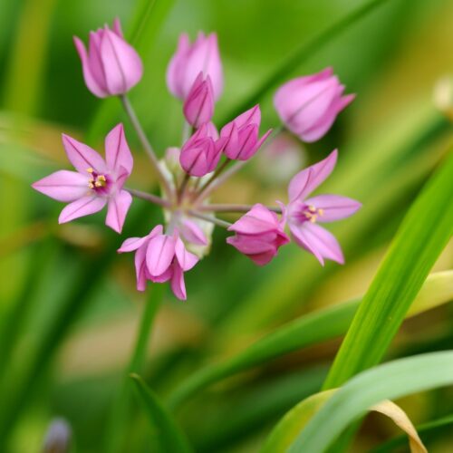 Allium Species Mix