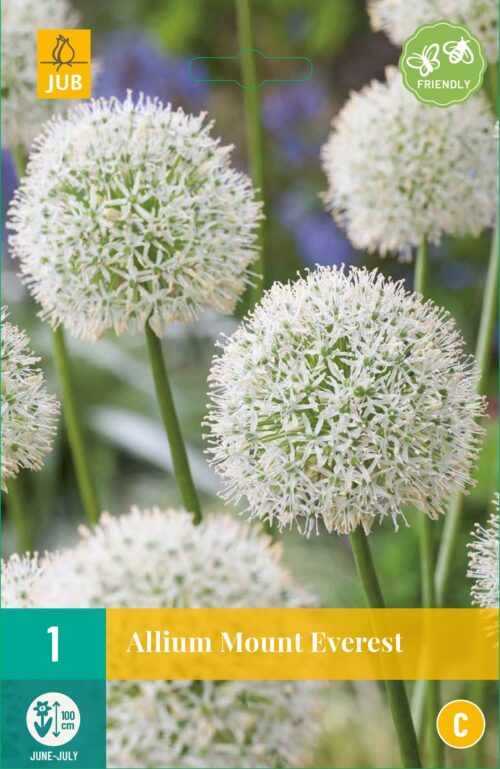 Allium White Cloud