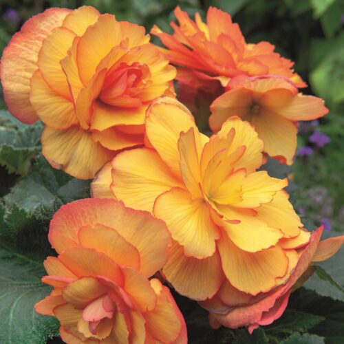 Begonia Cascade Sunray