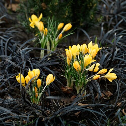 Bio Krokus Golden Yellow