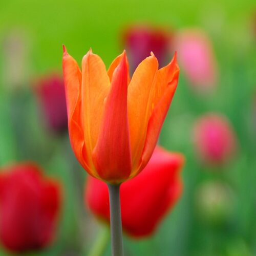 Bio Tulp Ballerina