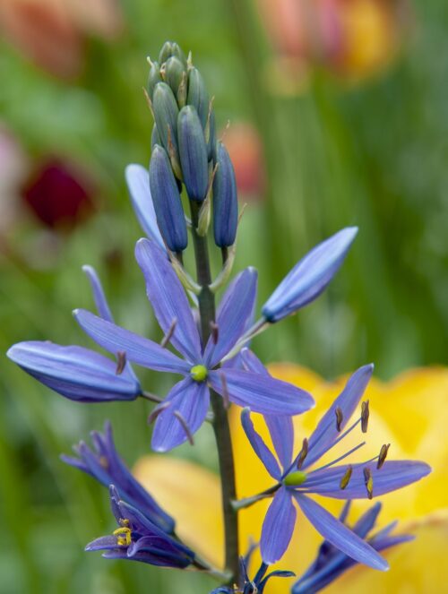 Camassia-Leichtlinii-Caerulea