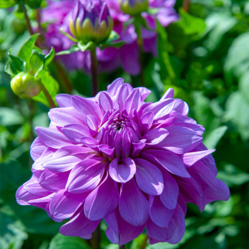 Dahlia Bluetiful