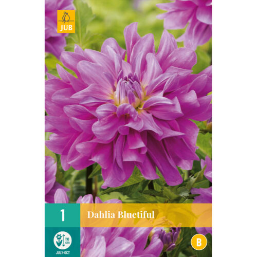 Dahlia Bluetiful