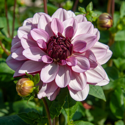 Dahlia Creme de Cassis