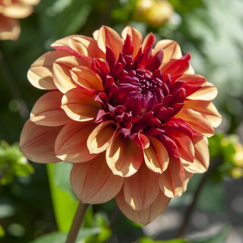 Dahlia Creme de Cognac