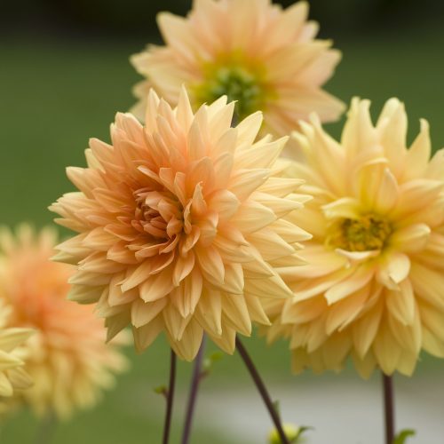 Dahlia Glorie Van Noordwijk