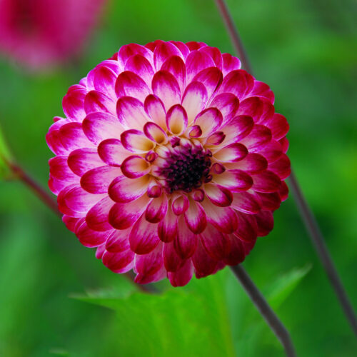 Dahlia Little Robert