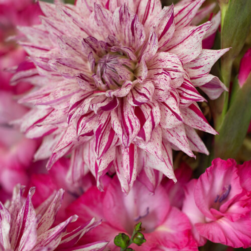 Dahlia Mick's Peppermint