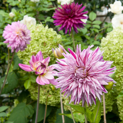 Dahlia Mick's Peppermint