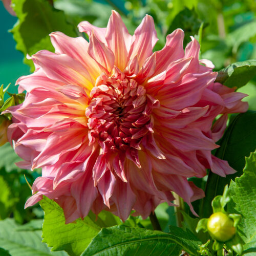 Dahlia Penhill Watermelon