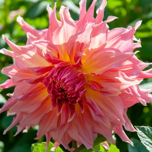 Dahlia Penhill Watermelon