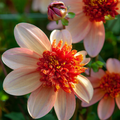 Dahlia Totally Tangerine