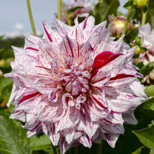 Biologische Dahlia Avignon