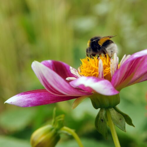 Biologische Dahlia Hartenaas