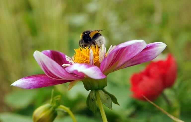 Biologische bloembollen dahlia's