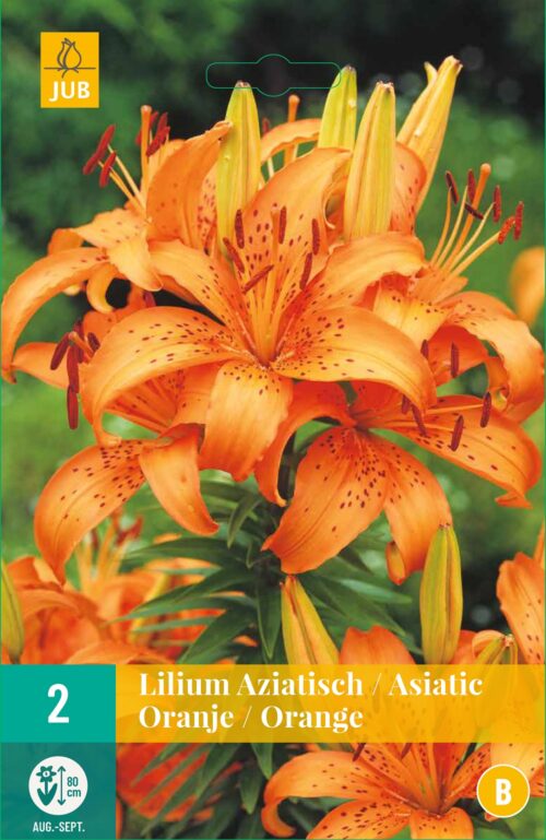 Lillium Asiatic Orange
