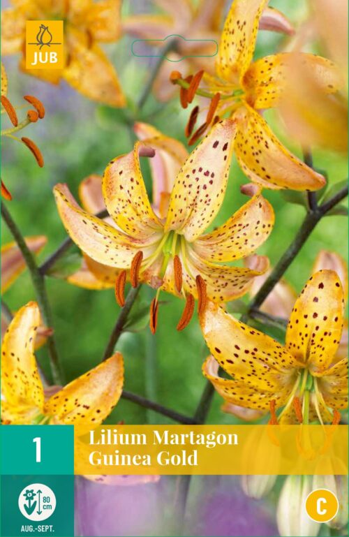 Lilium Martagon Guinea Gold