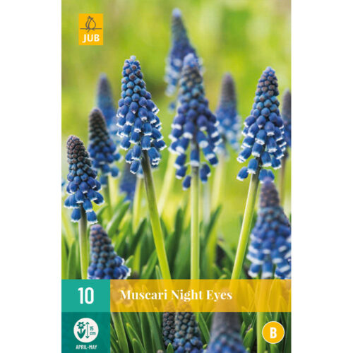 Bloembollen Muscari Night Eyes