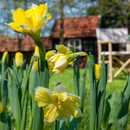 Bloembollen Narcis Cassata