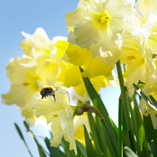 Bloembollen Narcis Cassata