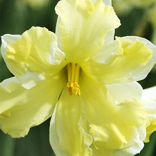 Bloembollen Narcis Cassata