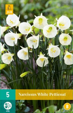 Narcissus White Petticoat