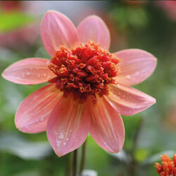 tangerine dahlia tuinen