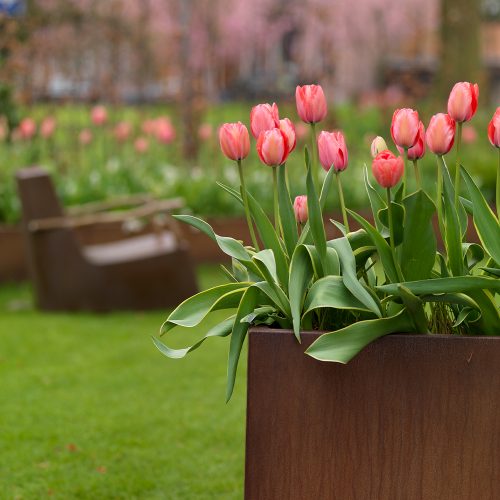 Bloembollen Tulpen Design Impression
