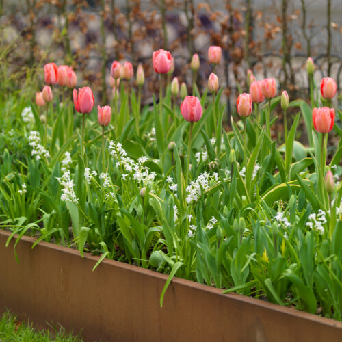 Bloembollen Tulpen Design Impression