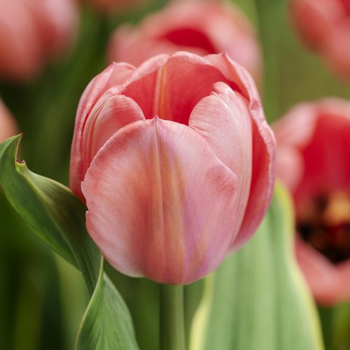 Bloembollen Tulpen Design Impression