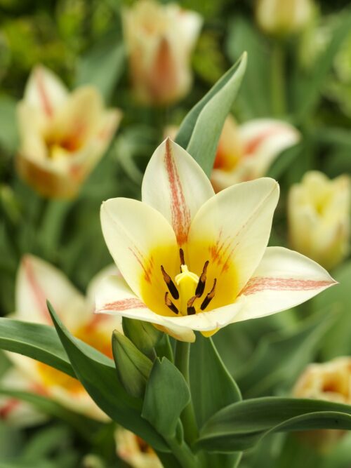 Bloembollen tulpen quebec