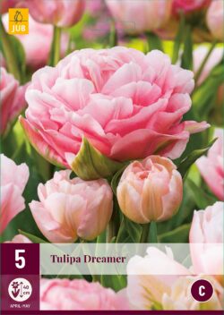 Tulpen Dreamer