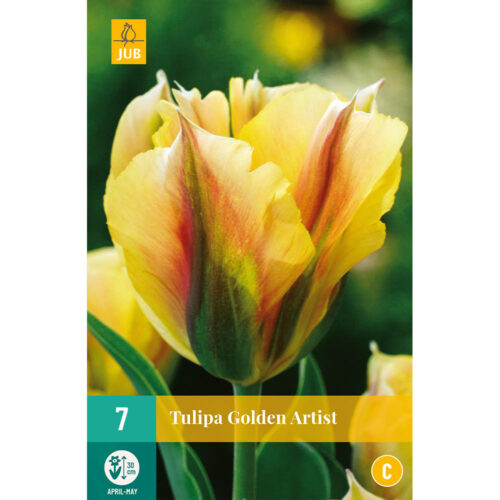 Bloembollen Tulpen Golden Artist